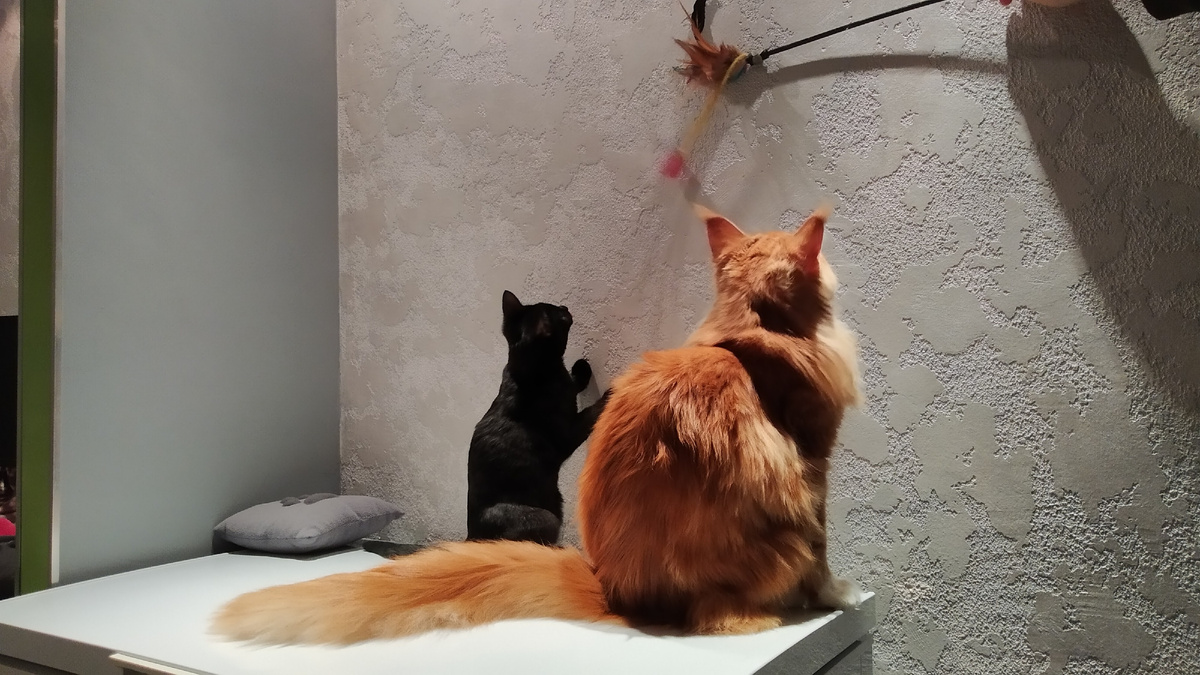 Мейн кун Степа и кот Тихон.