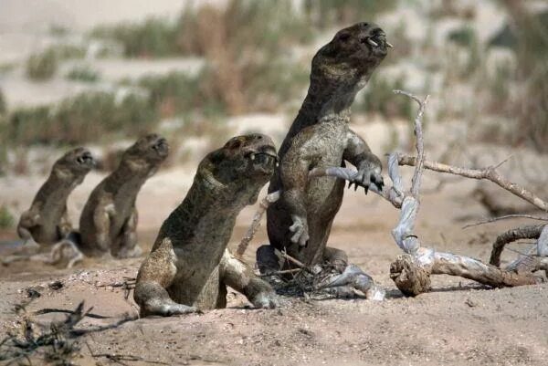 Все помнят этого мальца ещё из «Прогулок с монстрами». 