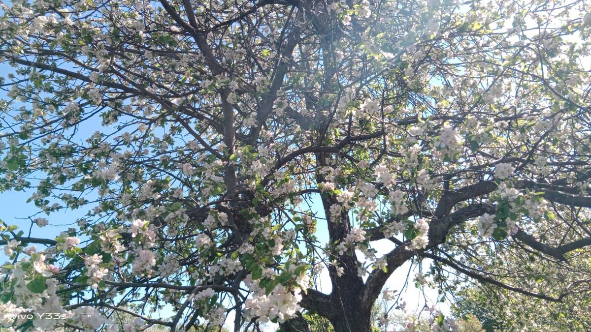 Любимая яблоня.У нас их 22.