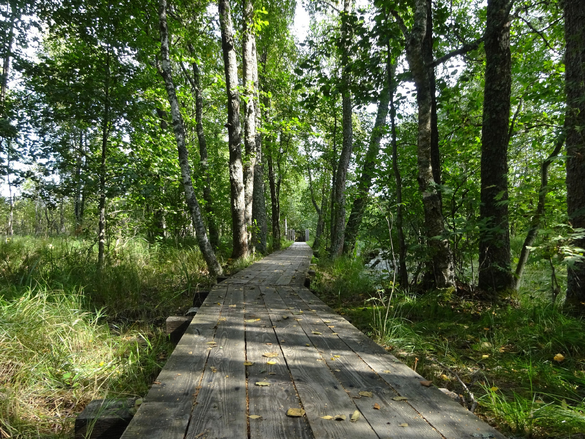 Экомаршрут в заказнике «Раковые озёра»