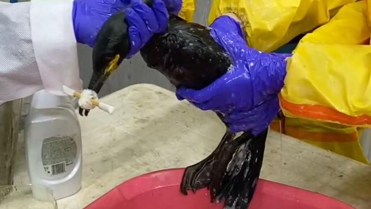    Фото: телеканал «Краснодар»