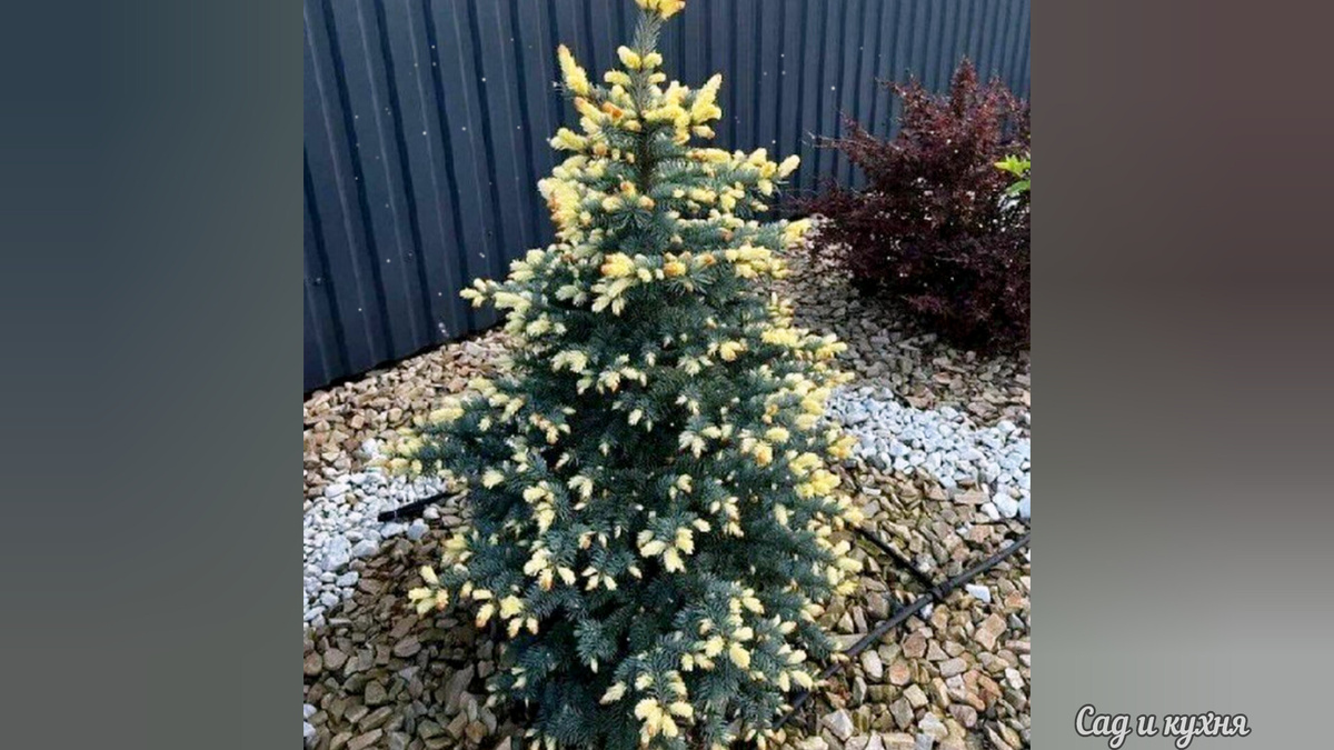 Ель " Белобока "