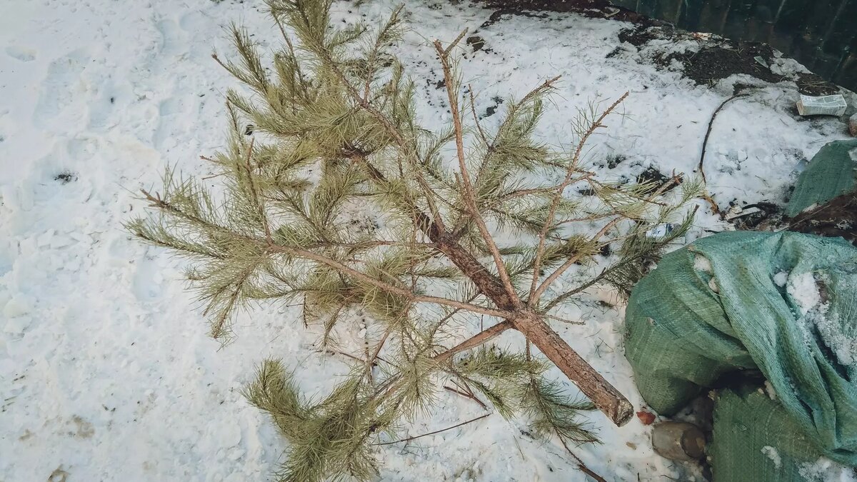     Источник: 1MI