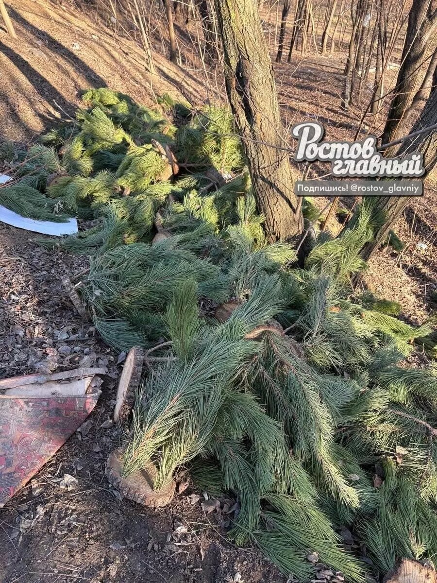     Автор: Телеграмм-канал «Ростов главный»