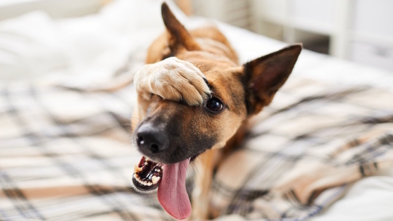    Симптомы простуды у собак: как понять, что питомец застудился зимой Роман Захаров