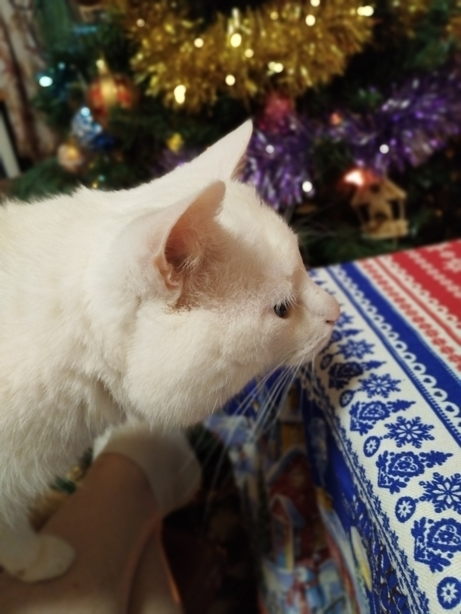 Мой кот Пушок хочет что то найти на новогоднем столе