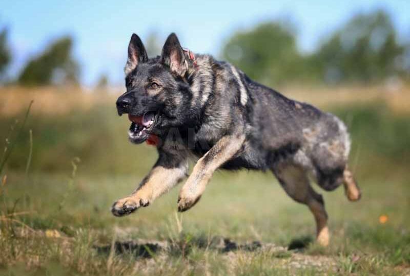 Особенности немецкой овчарки с зонарным окрасом