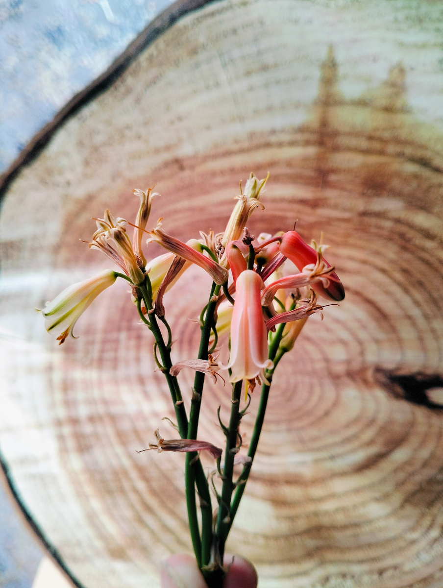 Букетик из соцветий алоэ, который расцвел у меня на стеллаже под Новый год