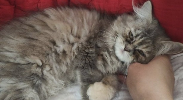 Ну дай поспать!