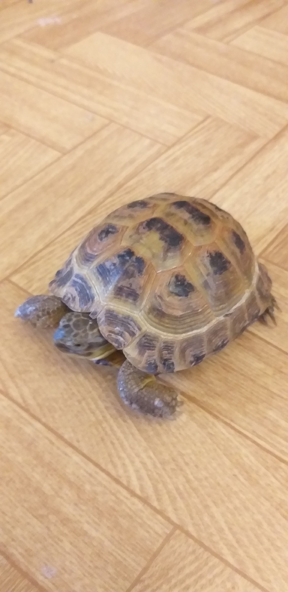 Клара, просто Клара