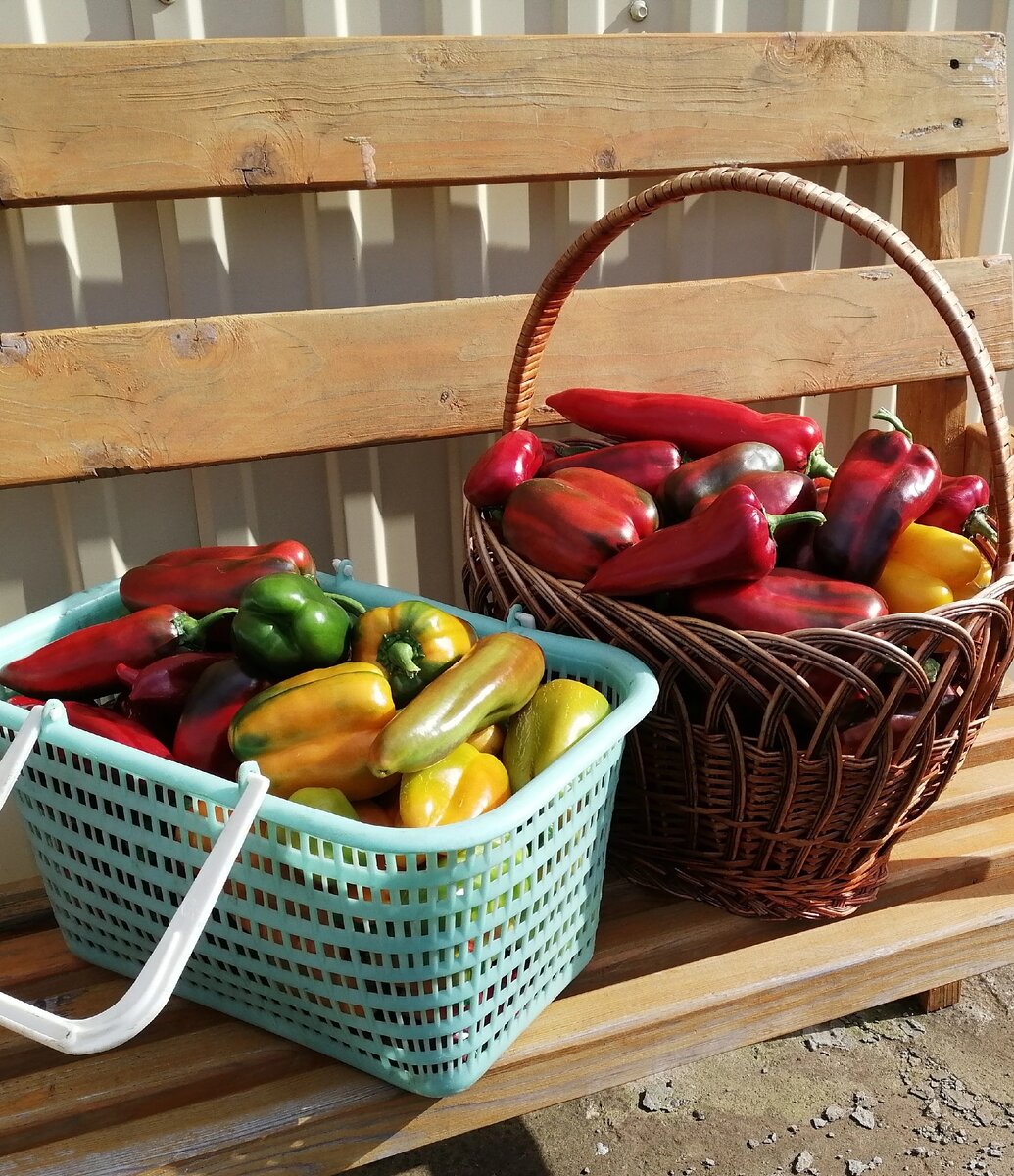 Сбор урожая перцев был удачным. Хватит на все заготовки.