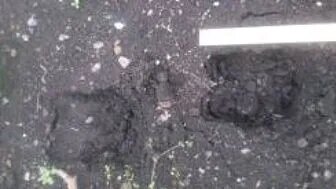 Следы оленя 14 см., юг Урала.