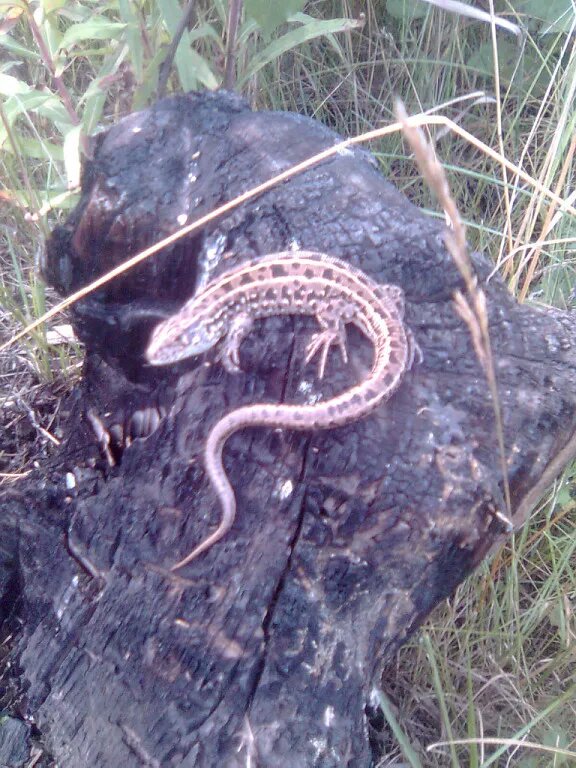 Ящерицы Урала.