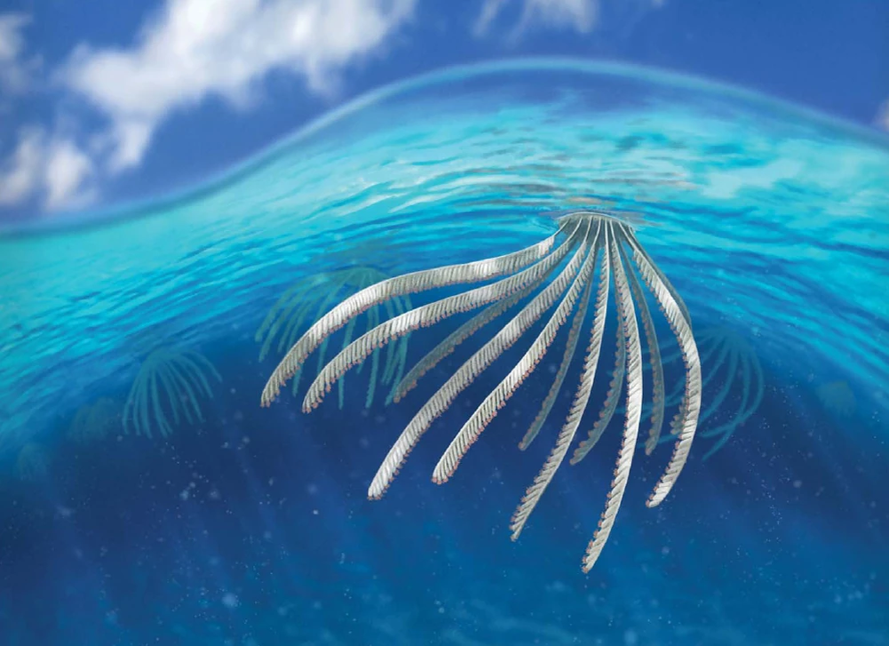 Реконструкция планктонных граптолитов от Андрея Атучина