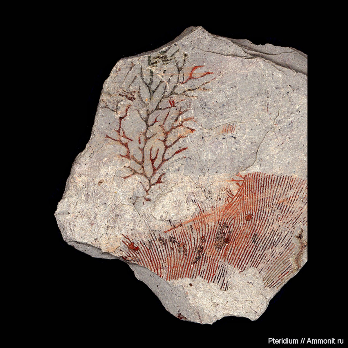 Дендроидные граптолиты из карбона Подмосковья; фото Сергея Наугольных