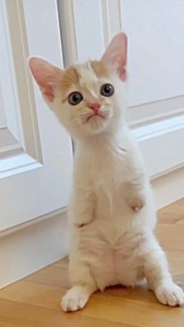 Новый способ попрошайничества корма