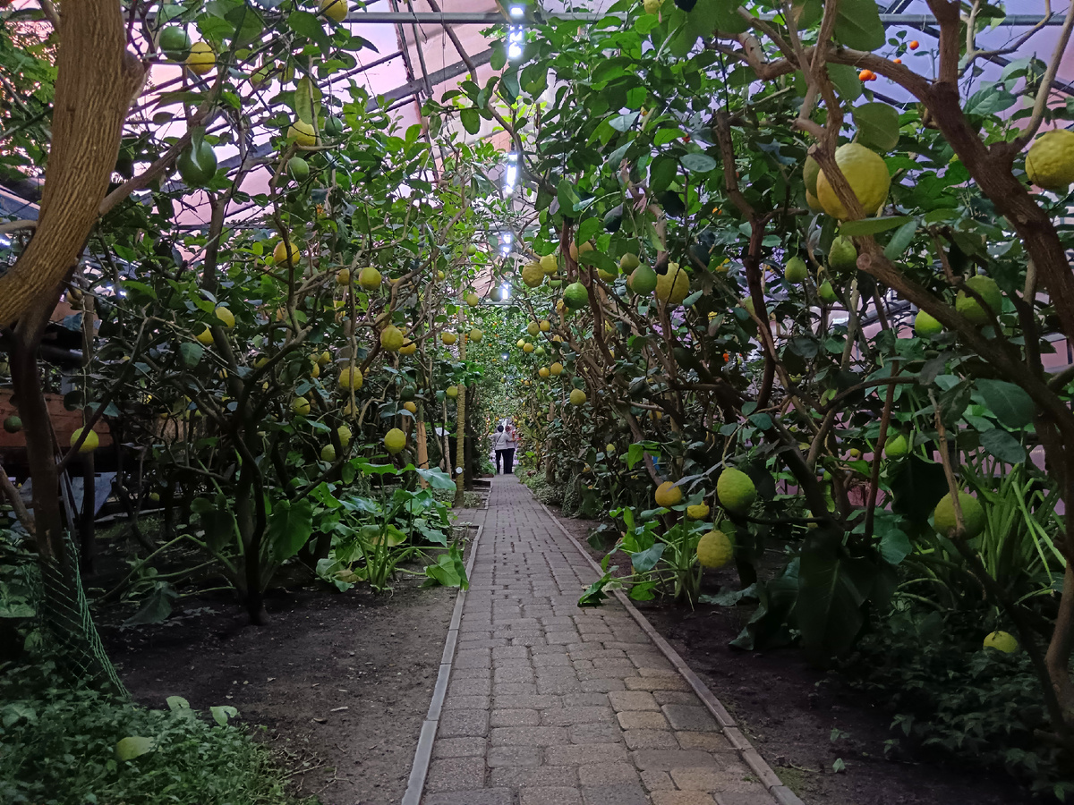 Тропа в лимонарии. Фото автора.