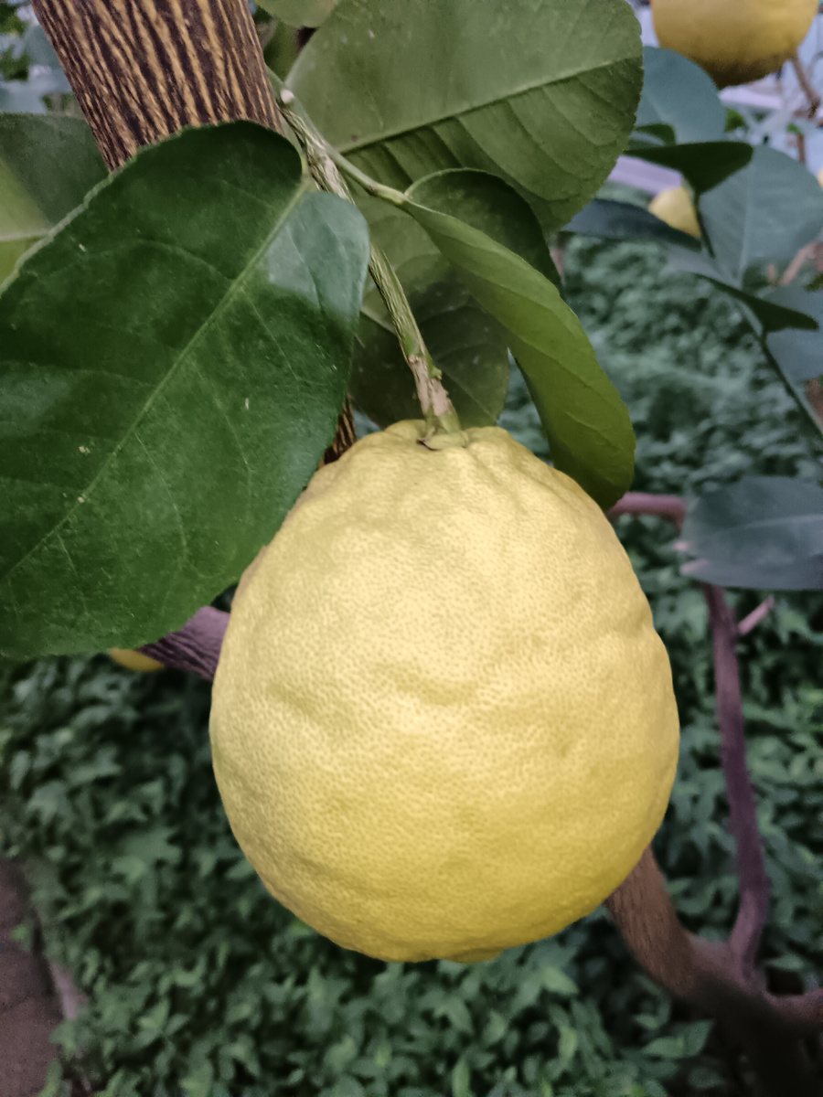 Лимоны достаточно крупные. Сорт "Юбилейный". Фото автора.