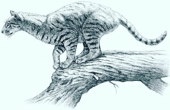 Проаилурус — вымершее животное отряда хищных.