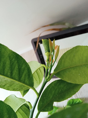 лимон Лунарио под прожектором зимой