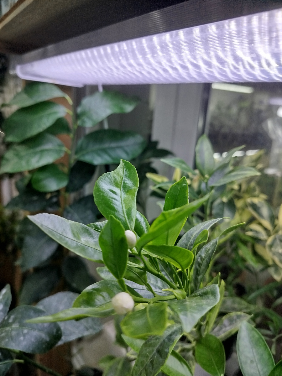 Зимой под лампой