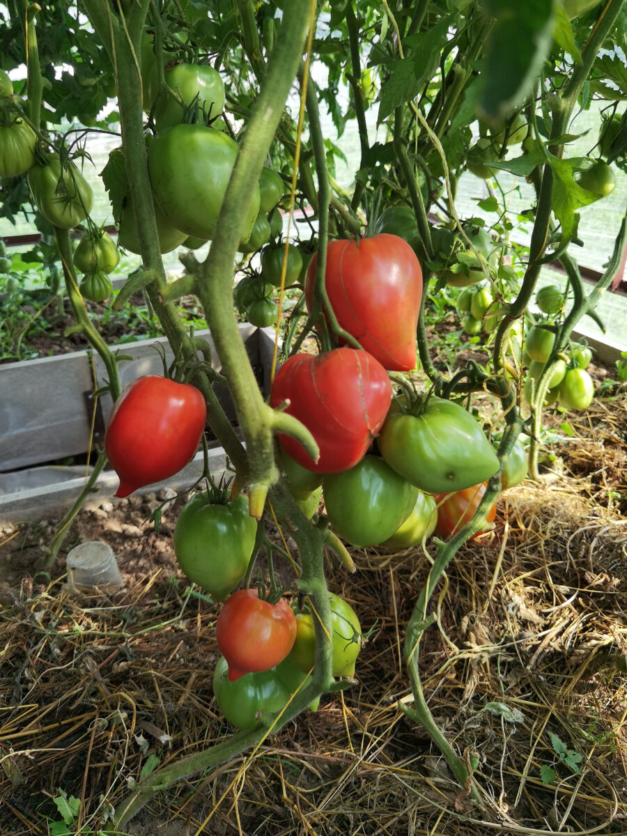 томат Японка