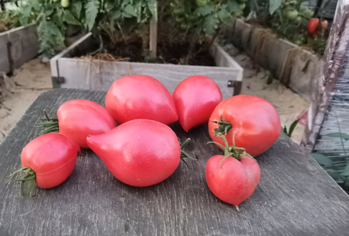 томат Японка