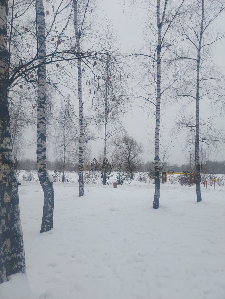 Фото из личного архива. Светлоярский парк сейчас