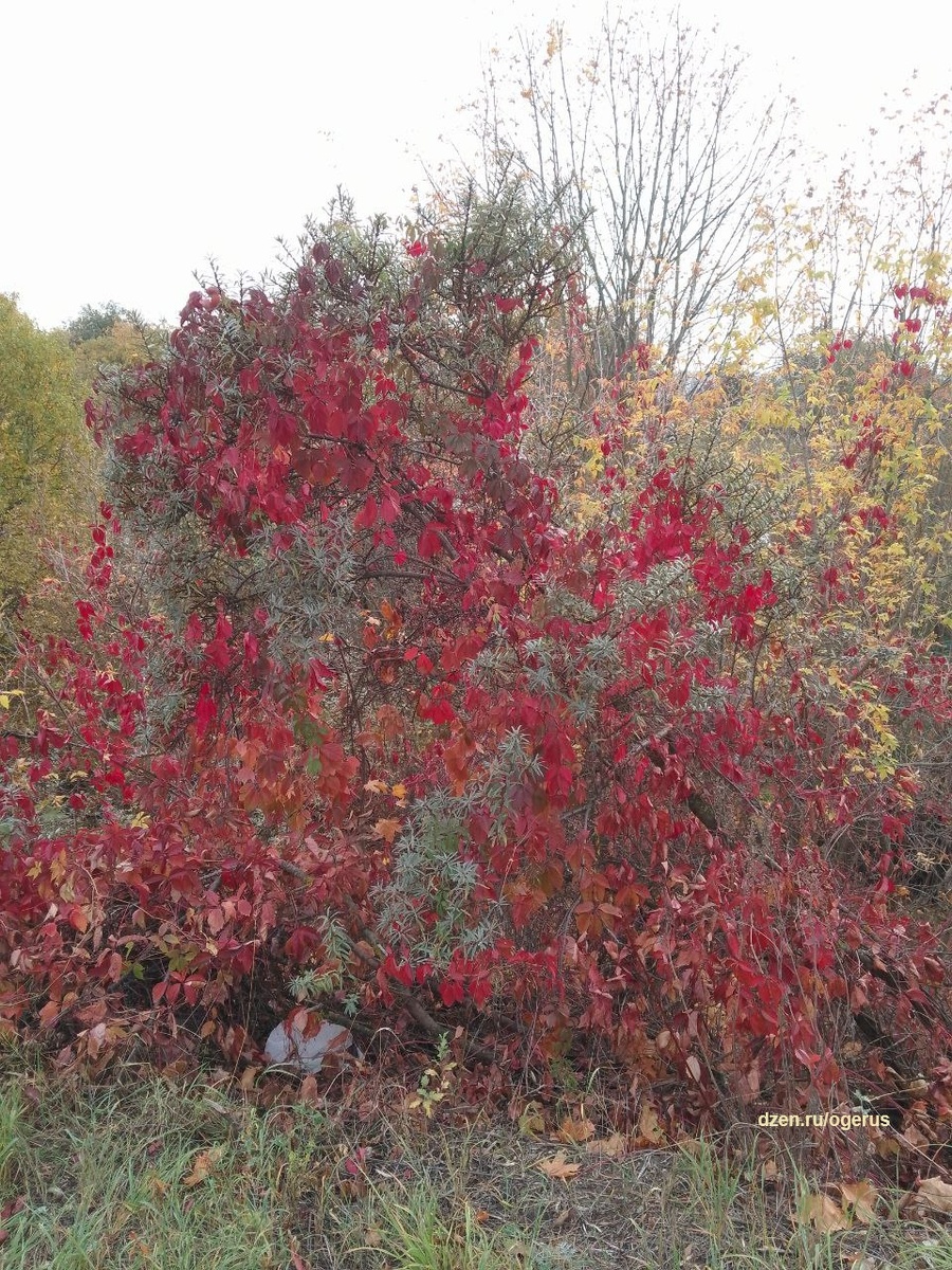 Аттестация по литературе