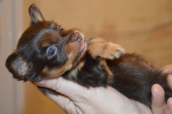 Мои дети чудесно ладили со щенками и никогда их не обижали