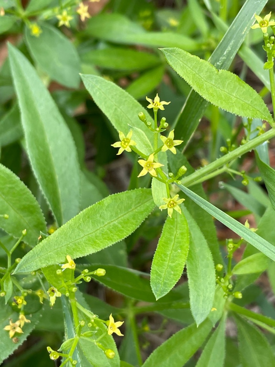 Марена красильная 