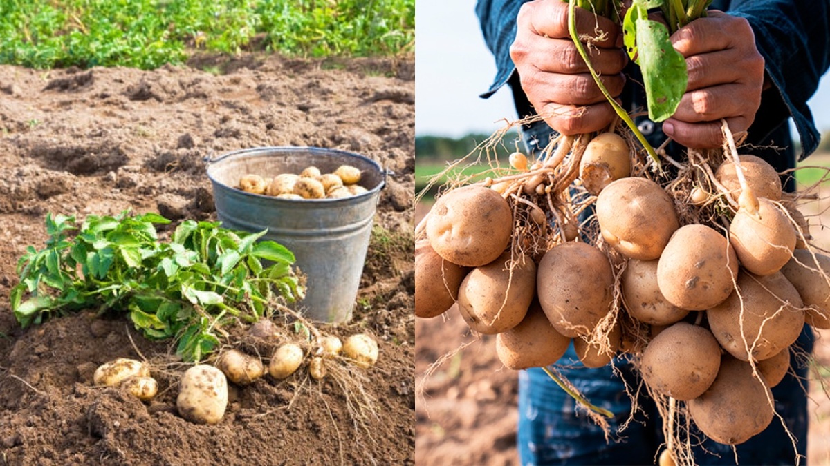 Разница налицо: справа результат работы по новому методу, слева - по старинке.