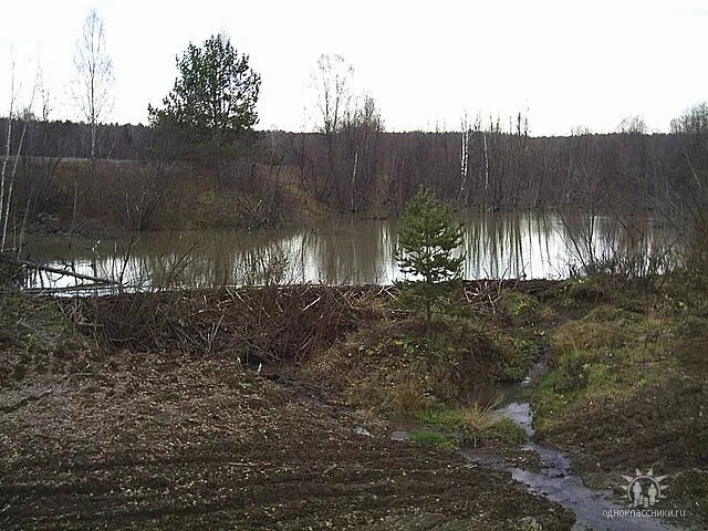 Плотина бобров. Акватория - бассейн 20*10 метров. Высота 1,5 метра.