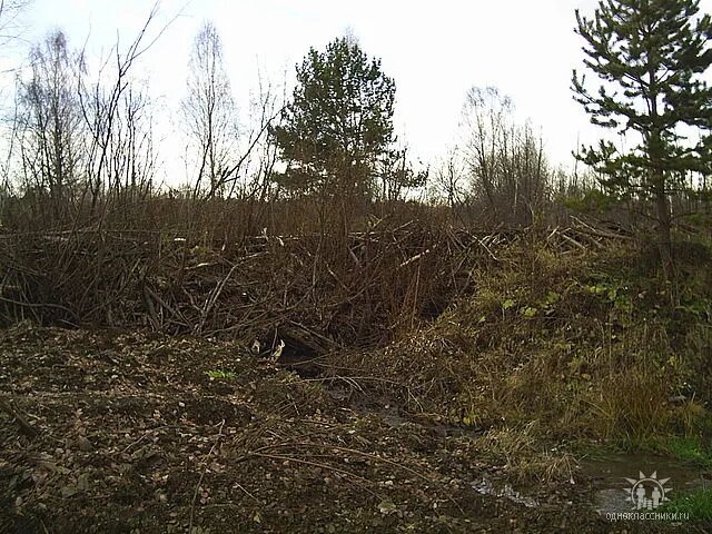 Плотина бобров высотой 1,5 метра.