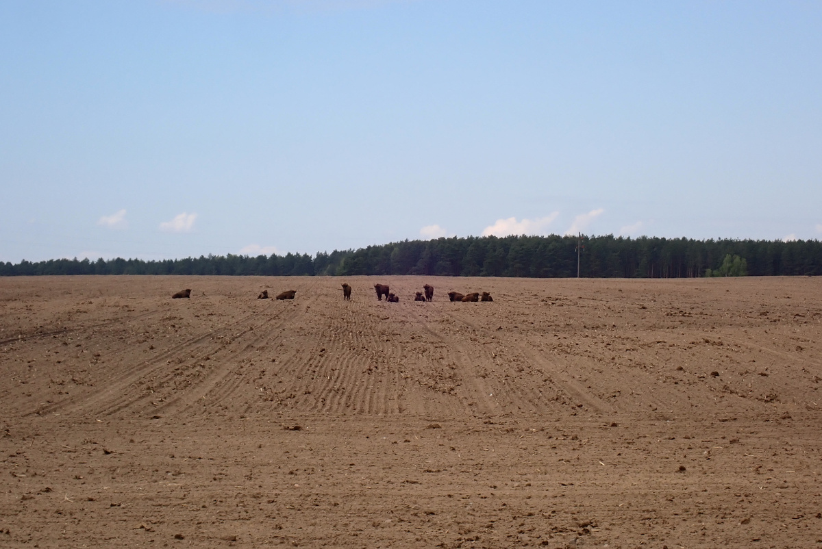 Зубры в поле по пути из Бреста в Гродно