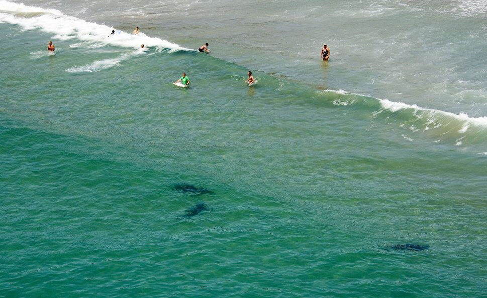 Акулы стали все ближе подходить к берегу, 