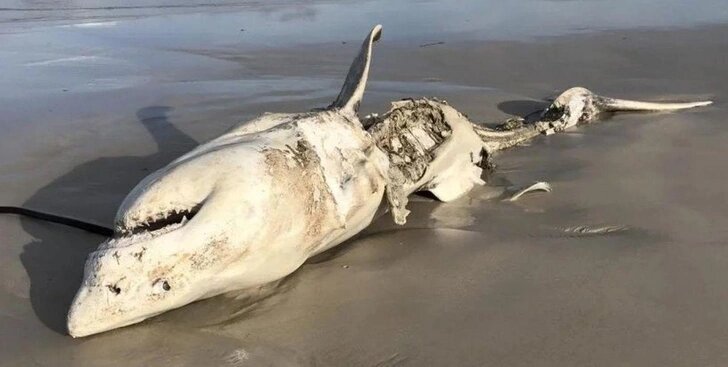 Большая белая акула у берегов Южной Африки

Источник: Hennie Otto/Marine Dynamics / Dyer Island Conservation Trust