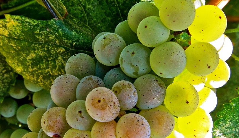 Гроздь винограда испанского сорта Альбариньо