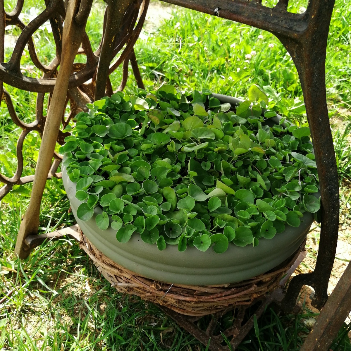 Эту дихондру я пересадила в большой горшок ещё в марте 2024, к середине мая она затянула всю поверхность земли плотным ковром. 