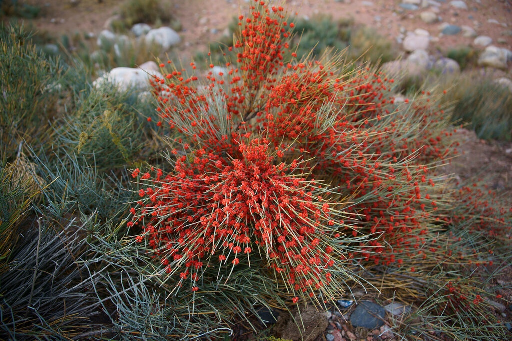 пушистый хвойник - ну почти как маленькая сосна, только в ягодах