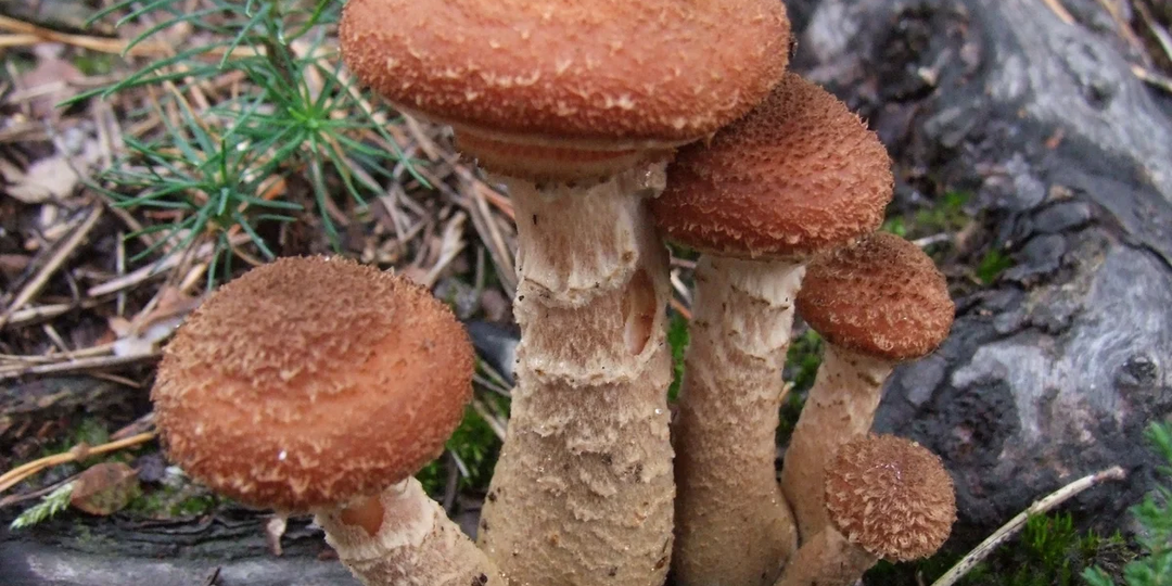 Самый большой паразит на Земле, с которым невозможно бороться - ... Обычный опенок?