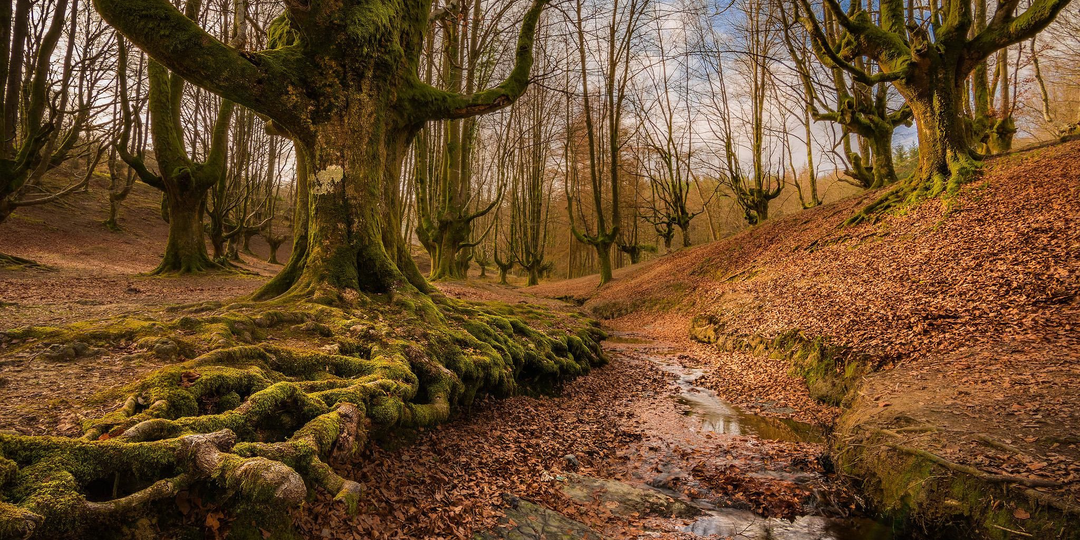 Сказочные леса планеты: Часть 1