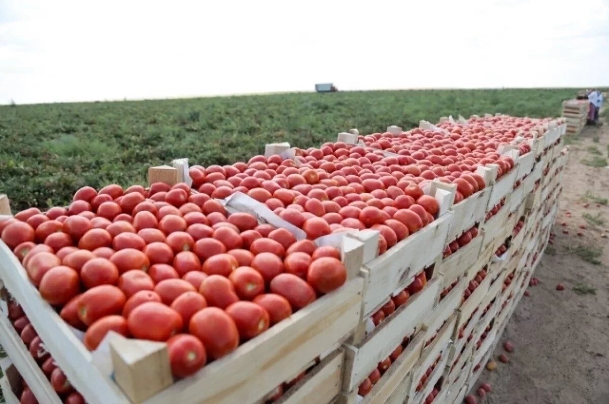    Астраханские фермеры собрали 2,7 млн тонн овощей в 2024 году