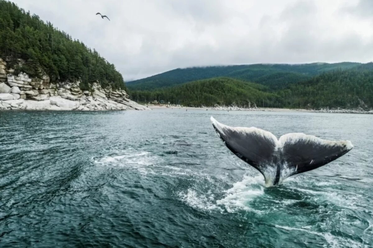    Кита Минке сняли у берегов юга Приморья