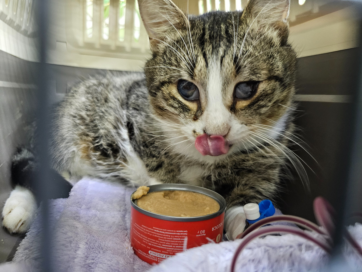 Фото автора. Арашик на переливании крови.