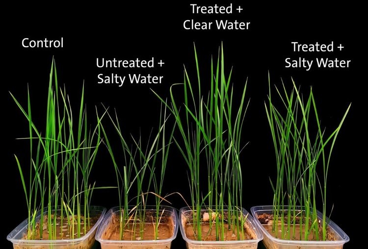    Как дуриан может помочь рису процветать в засоленных почвах