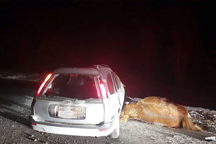    Фото «Краснозерская новь»