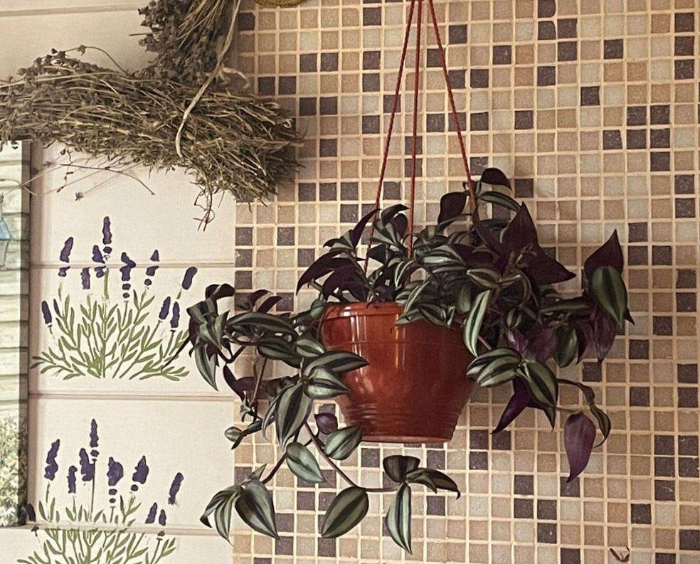 Фото из личного архива. Традесканция Зебрина.