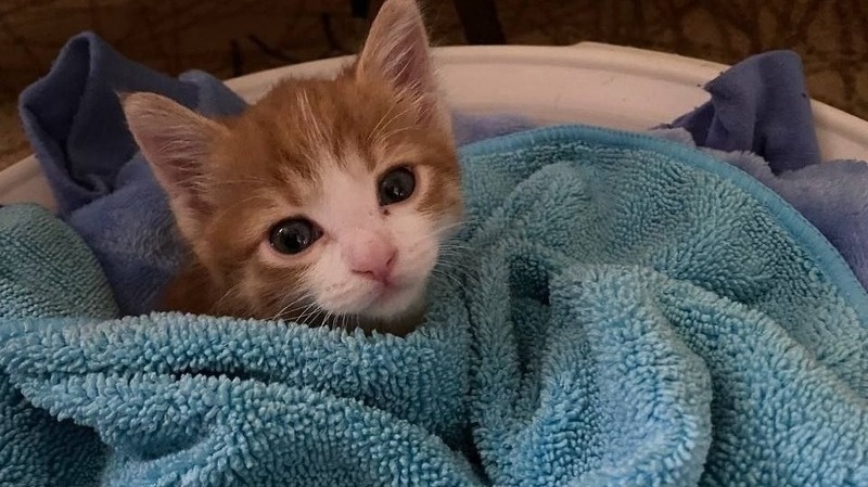    Оксана готовит подарки и котам Фото: ИА «Победа26»