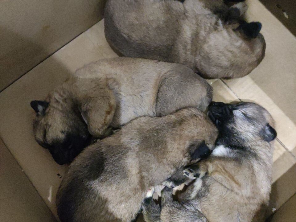    Щенки, выброшенные в мусорный контейнер. Источник: zoohelp22